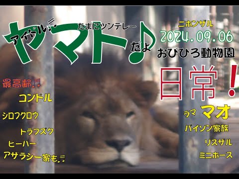 おびひろ動物園　週末控えて体力温存♬ヤマトもマオもジャックも仲間たちも元気だよ♪2024年9月6日♬