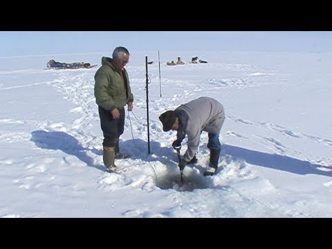 Inuit taking out seals that have fished with the net under the ice - Nanoq 2007 expedition