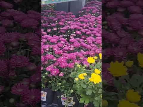 #mums collection in #tampa #lowes #florida