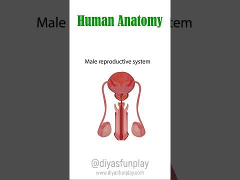 human anatomy - #shorts - #diyasfunplay