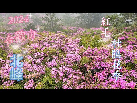 2024/6月合歡山北峰滿坑滿谷紅毛杜鵑~