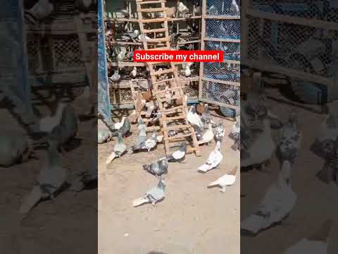 #beautiful #kabootar #whitepigeon #birdsounds #sadstatus #animalsounds #shorts #pigeon #home pigeons