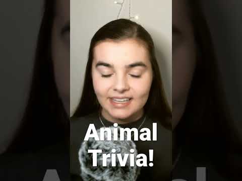 ASMR POP QUIZ | 5 Animal Trivia Questions