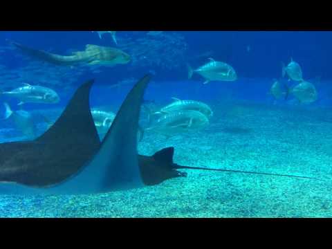 沖繩 Okinawa 海洋博物館 魔鬼魚及鯊魚