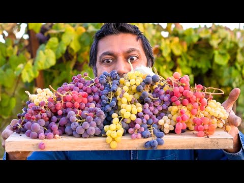 7 Varieties of Grapes YOU MUST GROW!