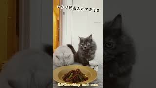 ニンニクの芽と豚肉のスタミナ炒めwith cats #shorts