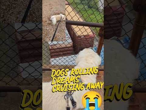 Dogs rolling fantasy cruelly departed #shorts #dogs #golden retriever #pets