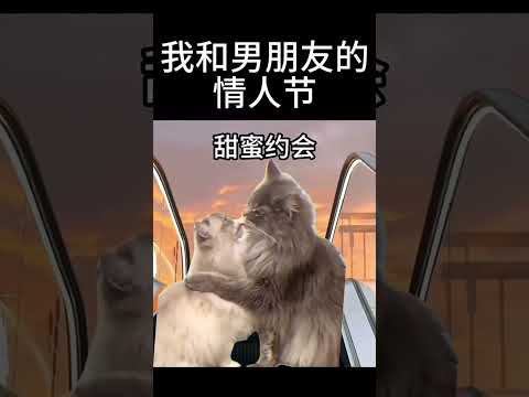 情人节的一天 #shorts #猫