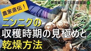 にんにく収穫のタイミングの見極め方と乾燥方法【有機農家直伝！無農薬で育てる家庭菜園】 22/5/26