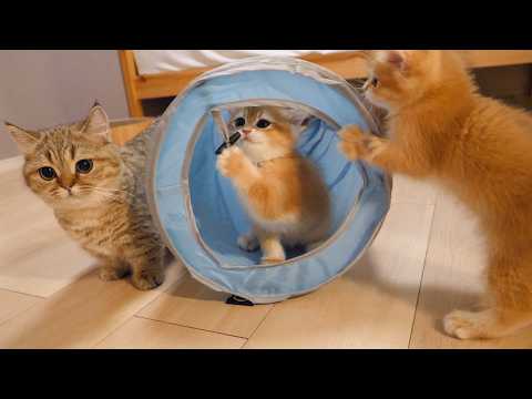 Cute friendly kittens taking turns playing in the cat tunnel...