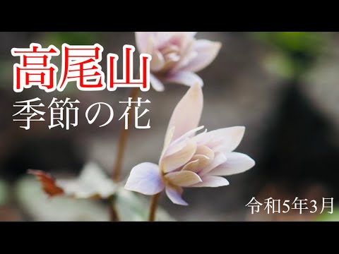 【ユキワリイチゲ】3月　早春の高尾山で春の花探し　ハナネコノメなど