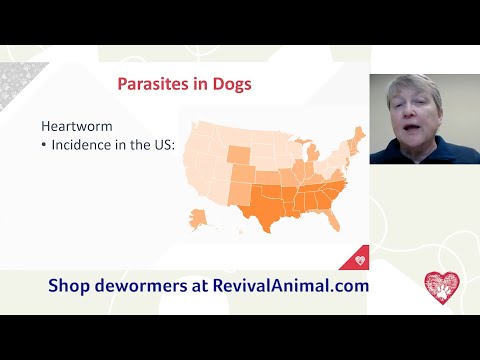 Heartworm in Dogs