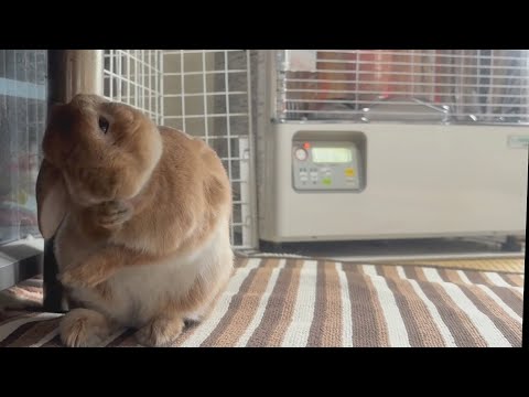 Rabbit shivers in the strongest cold wave and starts sneezing repeatedly (No.1772)