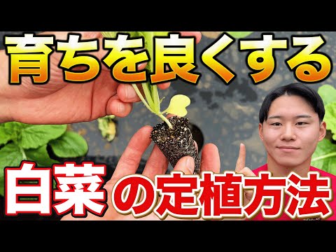 【ここを意識する】白菜栽培で失敗したくない方必見！苗の定植時に注意する事