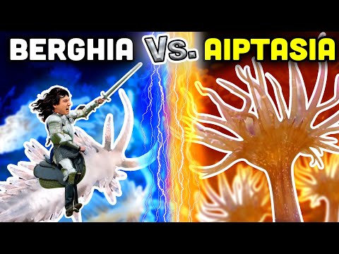 DESTROY Aiptasia with Berghia Nudibranchs! Everything You Need to Know!