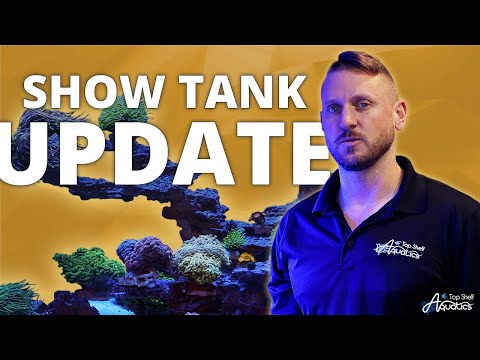 How Top Shelf adds fish to there display tanks - Display Tank Update