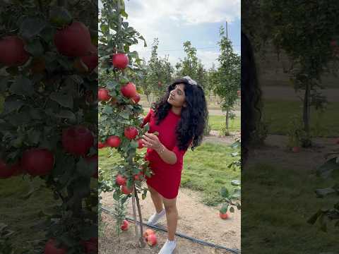 Apple farm la naan enna senja theriyuma⁉️😲#ytshorts #shortsfeed #canadiantamilvlogs #dailyvlogs #ho