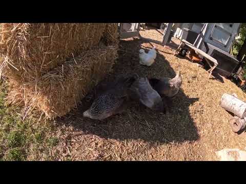 Are my chickens afraid of the wind?