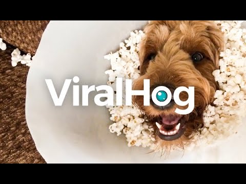 Viral Hog