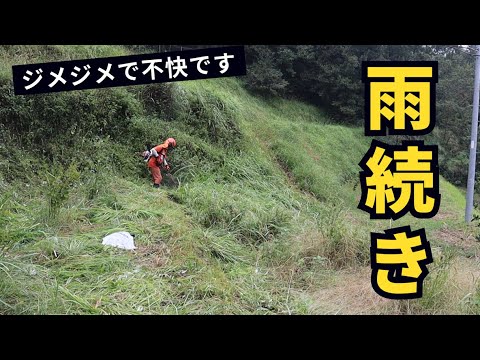 雨続きで草ボーボー！不快指数がヤバい