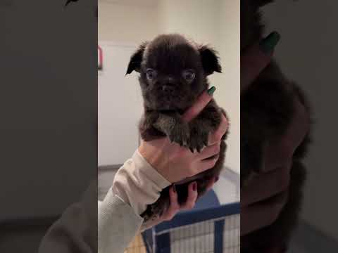 5 Week Old Fluffy French Bulldog Puppy 🥰 #dog #puppy #frenchbulldog #frenchie