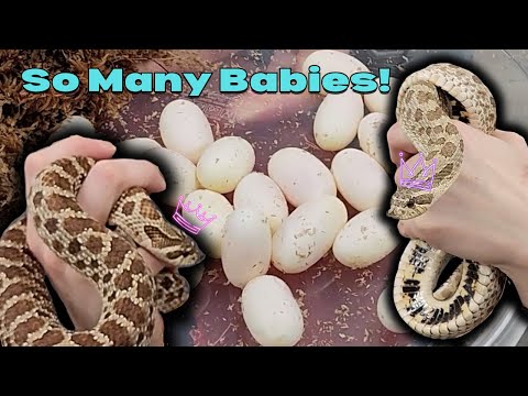 Our Hognose Laid a HUGE Clutch of Eggs!