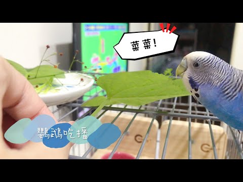 13｜鸚鵡吃播｜啾啾吃地瓜葉🥬｜虎皮鸚鵡 Budgie Vlog【啾啾鳥日常】