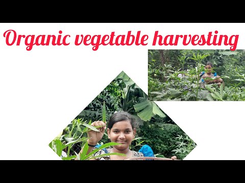 My home 🏡 organic vegetables 😋 😀 harvesting🍆🥦🥒🌶#dsrsmiley#nature#ytshorts#love