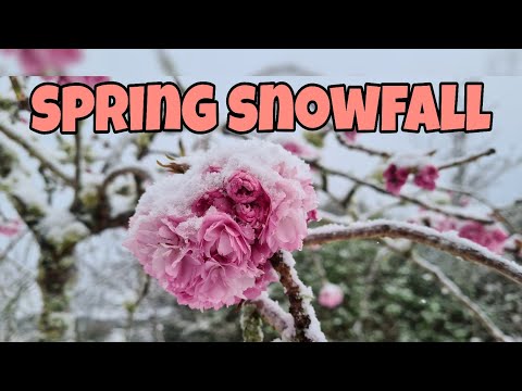 SPRING SNOWFALL 2020 | EXPERIENCING SPRING SNOW