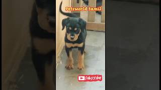 Puppy and Owner #doglovers #doginformation #dogs #dogcare #petsworldtamil #dogmedicine #shorts