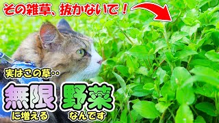 この動画を見たらお庭をチェック！人生をちょっぴり豊かにするお宝草はきっとあります🌱【家計の救世主ツユクサ＆マルバツユクサ】