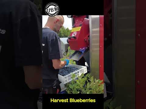 Harvest Blueberries