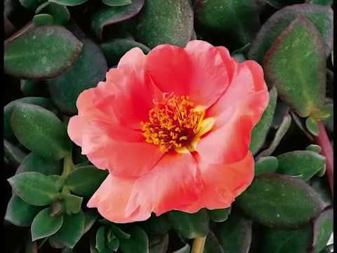 Get to Know Moss Rose/Purslane - Sun-Loving Plants