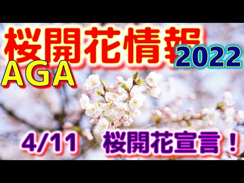 ⭐AGA桜開花情報　2022　４月11日　（雪椿の開花情報も）　#Shorts