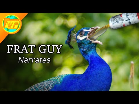 If a FRAT GUY Narrated a Nature Documentary...