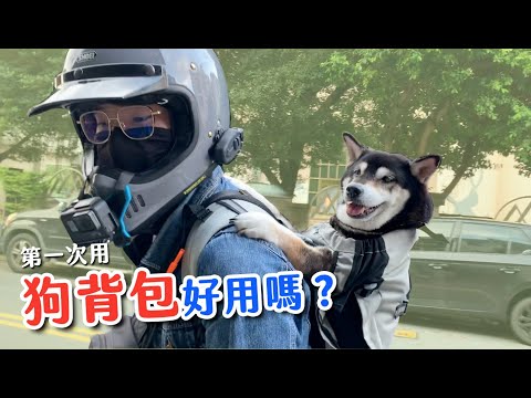 【大黑】柴犬一進背包秒變臉，狗背包有那麼好用？！