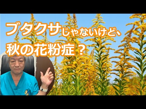 ブタクサとは違う「セイタカアワダチソウ」！秋の花粉症の原因に？大久保公裕先生がやさしく解説