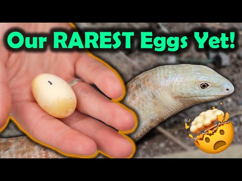 Our Legless Lizards Laid Eggs!!