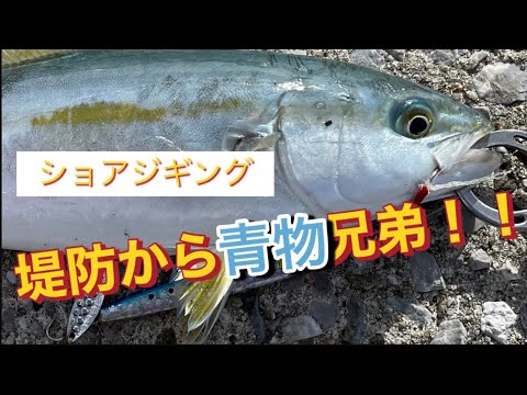 【ショアジギング】青物兄弟が釣れた！！