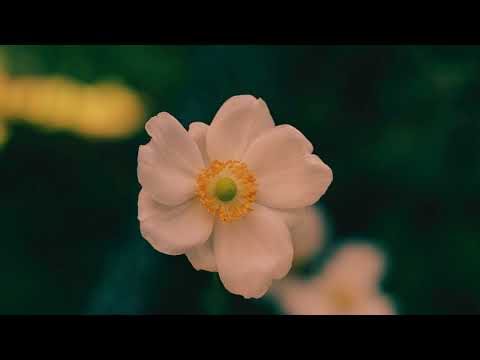 Soulful Serenity Music for Deep Relaxation and Inner Healing