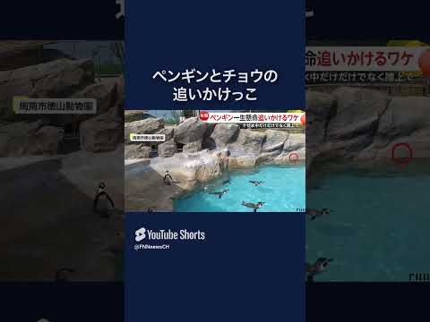 チョウを追いかけるペンギン動画が人気！魚のように目の前を素早く動く物に興味か　徳山動物園　#shorts