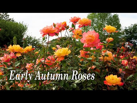 Early Autumn Roses of  Keisei Rose Garden 2022. 初秋の京成バラ園 #京成バラ園 #rose #roseflower