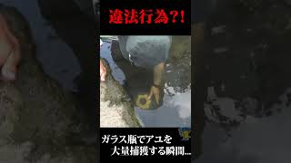 【違法行為？！】ガラス瓶で川魚を大量捕獲する裏技。　#shorts