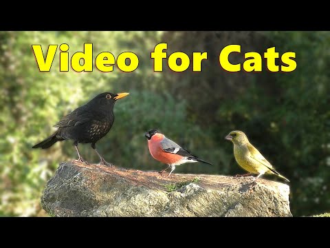 For Cats ~ Birds On The Rocks for Cats to Watch