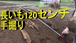 長いも 　掘り　120センチ　手彫り　2カ所で9本　長芋