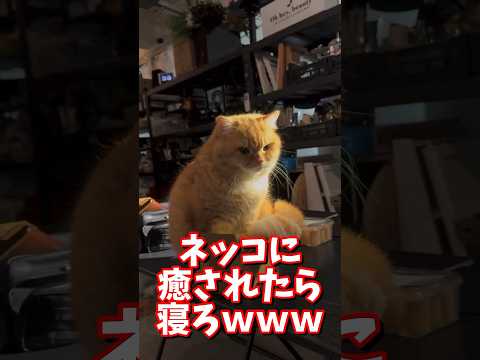 ネッコの動画で癒されたら寝ろｗｗｗ　#2ch #2ch動物スレ #2ch面白いスレ #動物 #犬 #猫 #癒やし #ねこ