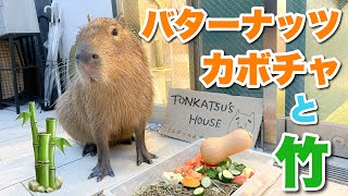 【カピバラ】初めてのバターナッツカボチャと竹