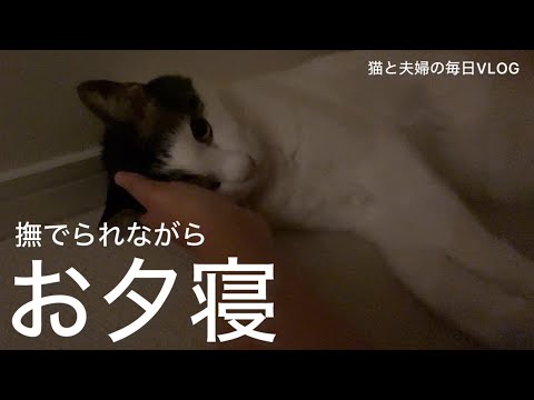 猫と夫婦の毎日VLOG#462 大猫のお夕寝