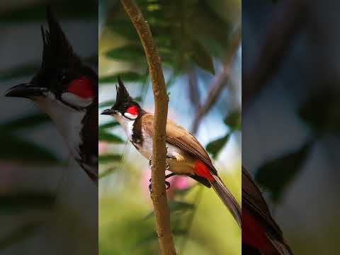 Capturing Natures Masterpieces A Closeup with Stunning Birds in d Wild  #BirdPhotography #ViralShots