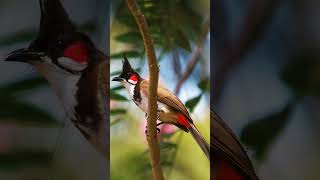 Capturing Natures Masterpieces A Closeup with Stunning Birds in d Wild  #BirdPhotography #ViralShots